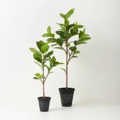 39" Faux Audrey Ficus Tree - Hearth & Hand™ With Magnolia 6 39" Faux Audrey Ficus Tree - Hearth & Hand™ With Magnolia -Household Promotion Series GUEST 6bdb55b7 edab 4ef8 b36c 9477800cad3b